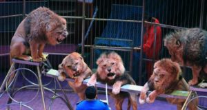 В Ірпені хочуть заборонити цирки з тваринами
