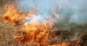 У Бучі та Ірпені ліквідували два великих загорання трави