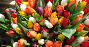 Квіти в Ірпені до 8 березня подорожчають на 50%