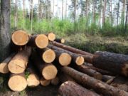 Через вирубку лісів Україна страждає від браку води – міністр