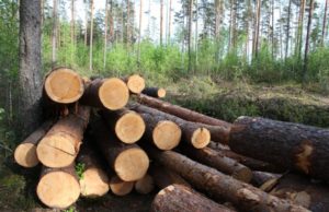 Через вирубку лісів Україна страждає від браку води – міністр
