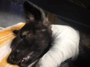 В Ірпені нелюди до смерті побили тримісячне цуценя