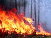 Гасіння пожежі у Зоні відчуження біля ЧАЕС триває