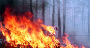 Гасіння пожежі у Зоні відчуження біля ЧАЕС триває