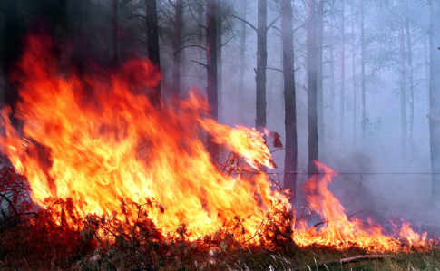 Гасіння пожежі у Зоні відчуження біля ЧАЕС триває