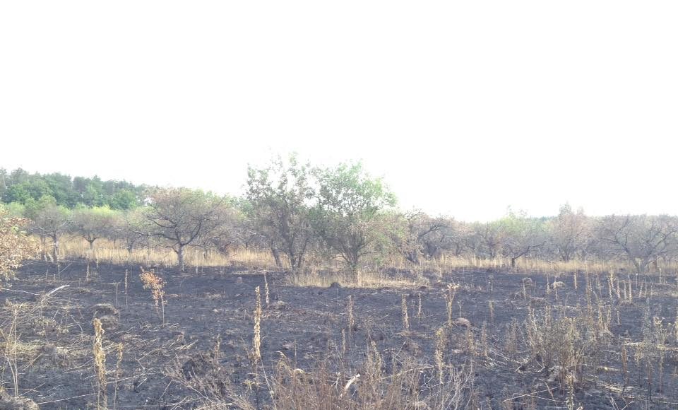 Між Ворзелем та Рубежівкою спалили суничне поле