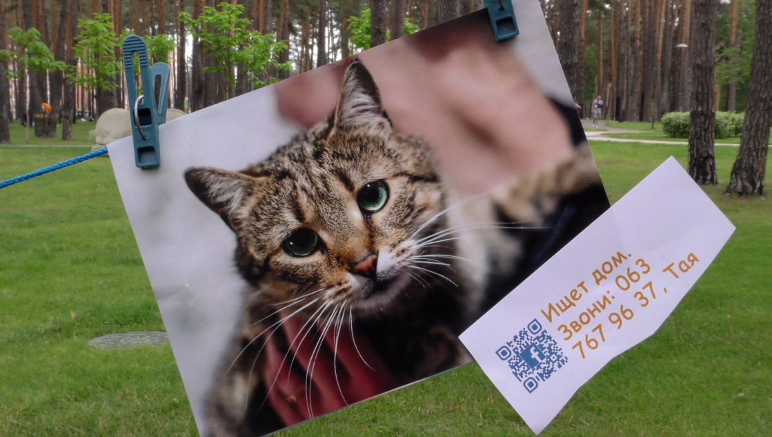 Хвостате щастя: В Ірпені провели благодійний ярмарок котів