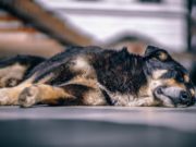 Водій намисно збив собаку