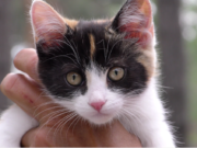 В Ірпені провели благодійний ярмарок котів