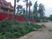В Ірпені зрубали здорові сосни