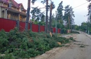 В Ірпені зрубали здорові сосни