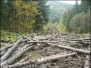 Відповідальність за незаконне вирубування лісів посилиться