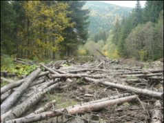 Відповідальність за незаконне вирубування лісів посилиться