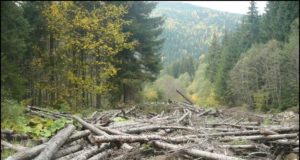 Відповідальність за незаконне вирубування лісів посилиться