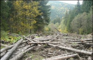 Відповідальність за незаконне вирубування лісів посилиться