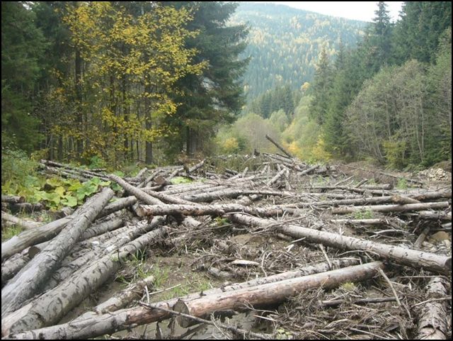 Відповідальність за незаконне вирубування лісів посилиться