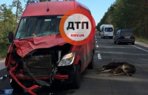 На Варшавській трасі мікроавтобус збив лося