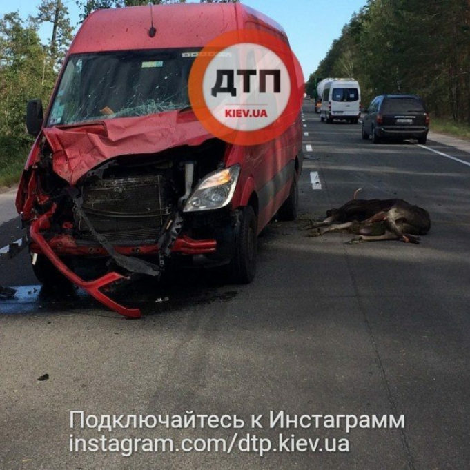 На Варшавській трасі мікроавтобус збив лося На Варшавській трасі мікроавтобус збив лося