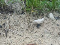 В Ірпені на міському цвинтарі виявили ручну осколкову гранату