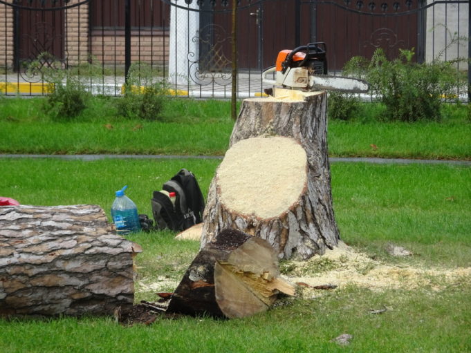 У парках та скверах Ірпеня вирізають сухі дерева У парках та скверах Ірпеня вирізають сухі дерева