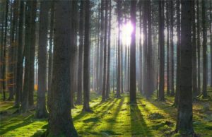 Ліс, який хотіла знищити Гостомельська селищна рада, повернуто у державну власнність