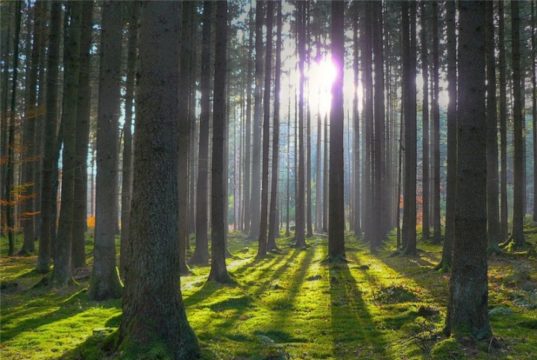 Ліс, який хотіла знищити Гостомельська селищна рада, повернуто у державну власнність