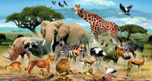 4 жовтня — Всесвітній день захисту тварин