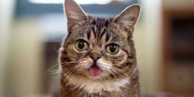 У Раді хочуть поставити на облік хатніх тварин У Раді хочуть поставити на облік хатніх тварин