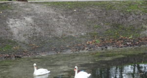 В Ірпені загинув один з лебедів, яких використали для піару парку Будинку творчості письменників