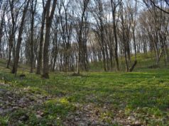 Незаконно приватизовані лісові землі національного природного парку "Голосіївський" повертають власнику