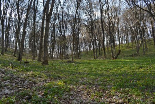 Незаконно приватизовані лісові землі національного природного парку "Голосіївський" повертають власнику