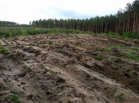 Як врятувати Біличанський ліс із пилкою у руках?