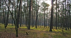 Протягом листопада прокуратура відстояла позови про повернення державі чотирьох гектарів Біличанського лісу