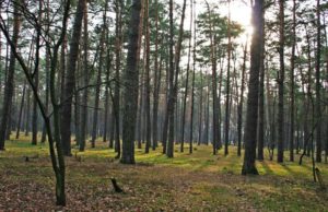 Протягом листопада прокуратура відстояла позови про повернення державі чотирьох гектарів Біличанського лісу