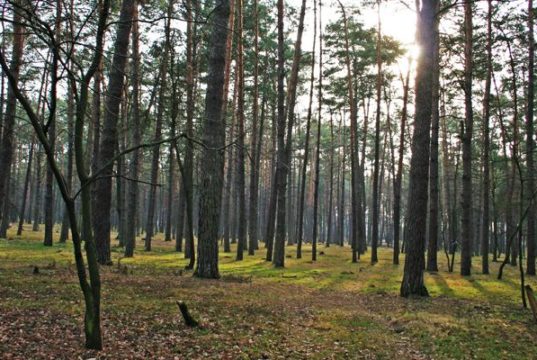 Протягом листопада прокуратура відстояла позови про повернення державі чотирьох гектарів Біличанського лісу