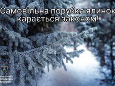 Операція "Новорічна ялинка" на Київщині