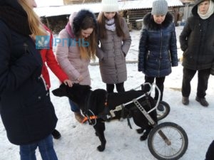 Гостомельським школярам прищеплюють любов до тварин