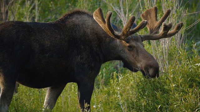 Лось віднині належить до червонокнижних тварин