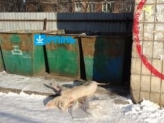 В Ірпені у центрі міста на смітник викинули мертву свиню
