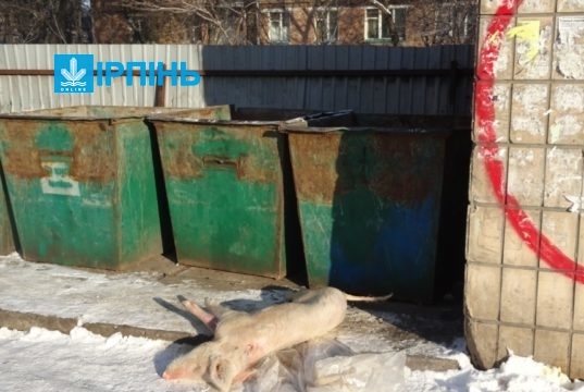В Ірпені у центрі міста на смітник викинули мертву свиню