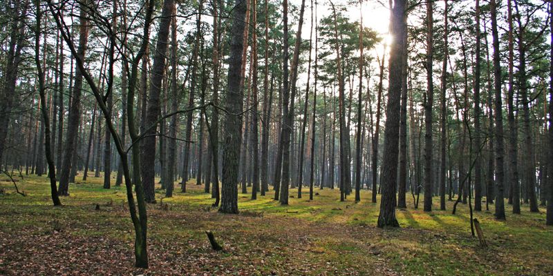 Завдяки зусиллям прокуратури Київщини державі протягом 2017 року повернуто майже 18 тисяч гектарів землі