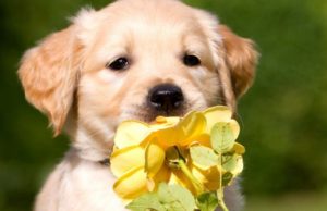 16 лютого за східним календарем починається рік Жовтої Земляної Собаки