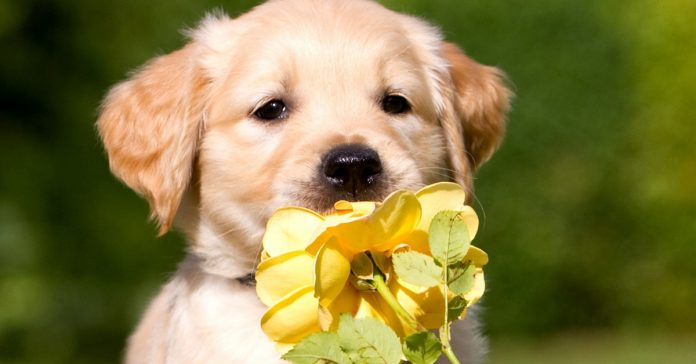 16 лютого за східним календарем починається рік Жовтої Земляної Собаки