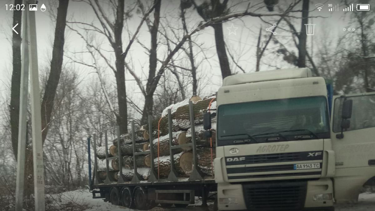 У Гостомелі масово знищують зелені насадження