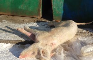 У Стоянці виявлено п'ять туш свиней, які викинули на вулиці Кошового