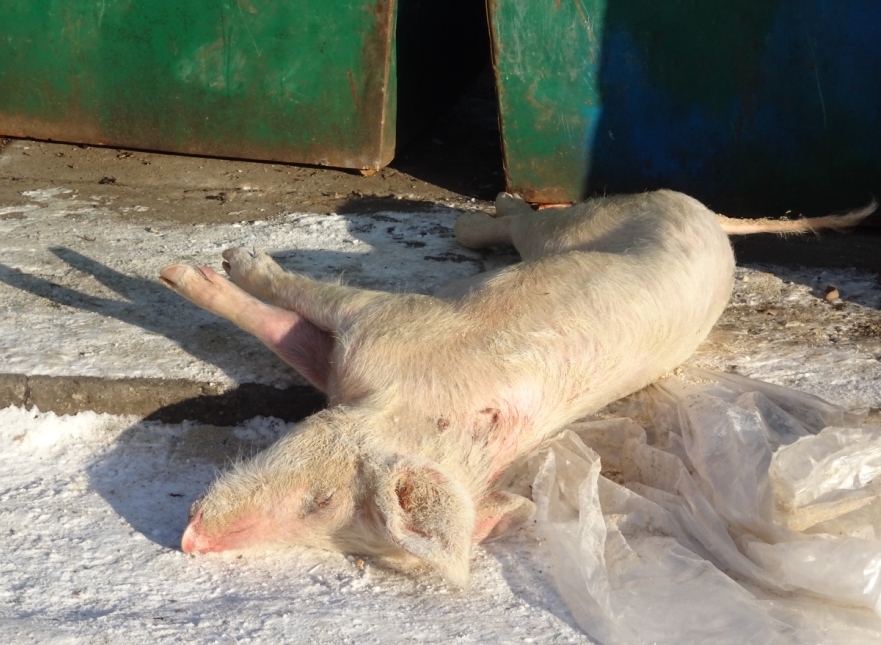 У Стоянці виявлено п'ять туш свиней, які викинули на вулиці Кошового