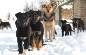 Скандал із нашими “меншими друзями” в Ірпені: зоозахисники підозрюють колишнього посадовця у відмиванні коштів та шахрайстві