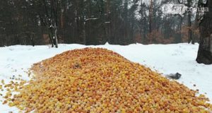 Фотофакт: невідомі висипали в лісі біля Гостомеля купу яблук