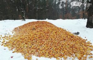 Фотофакт: невідомі висипали в лісі біля Гостомеля купу яблук