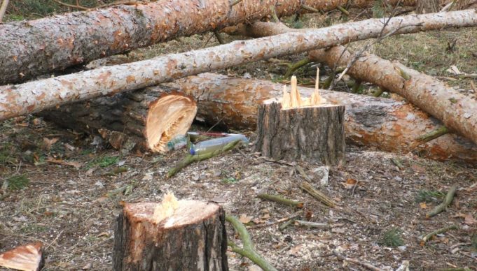 Вирубка у сквері Львівський: в Ірпені у зеленій зоні знесено більше десятка дерев під забудову Вирубка у сквері Львівський: в Ірпені у зеленій зоні знесено більше десятка дерев під забудову